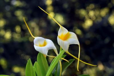 Masdevallia Hybrid Orchid