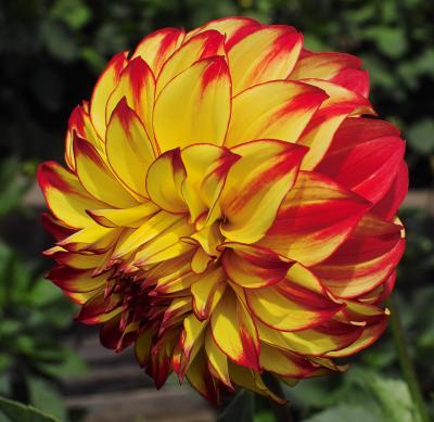 Flaming Dahlia