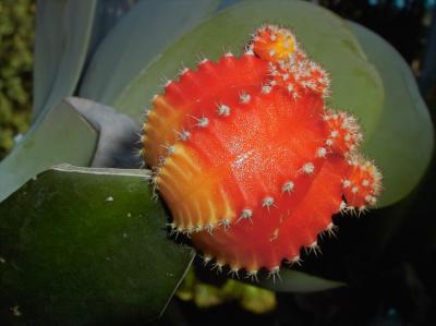 PIMG7632orange cactus b.jpg
