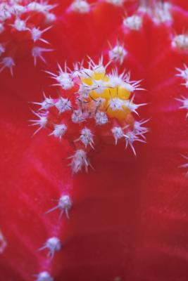 IMG08542 grafted cactus.jpg
