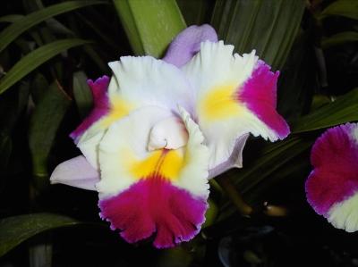 PIMG7956 2005 bloom ppl.jpg