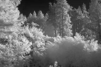 Testing ir filter @1000nm ...Bamboo Meets the Giant (sequoia sampervirens, aka redwood)