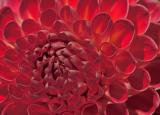 IMG07795 redish dahlia.jpg