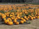 PIMG7864picking pumpkin 2.jpg