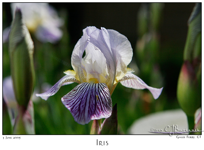 03Jun05 Iris
