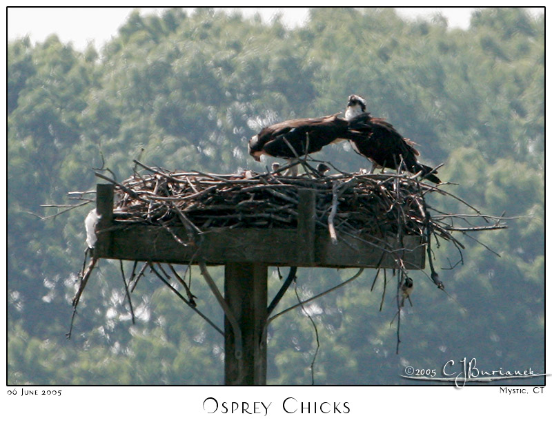 06Jun05 Osprey Chicks