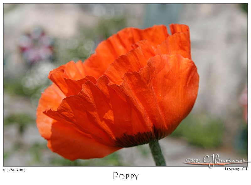 09Jun05 Poppy