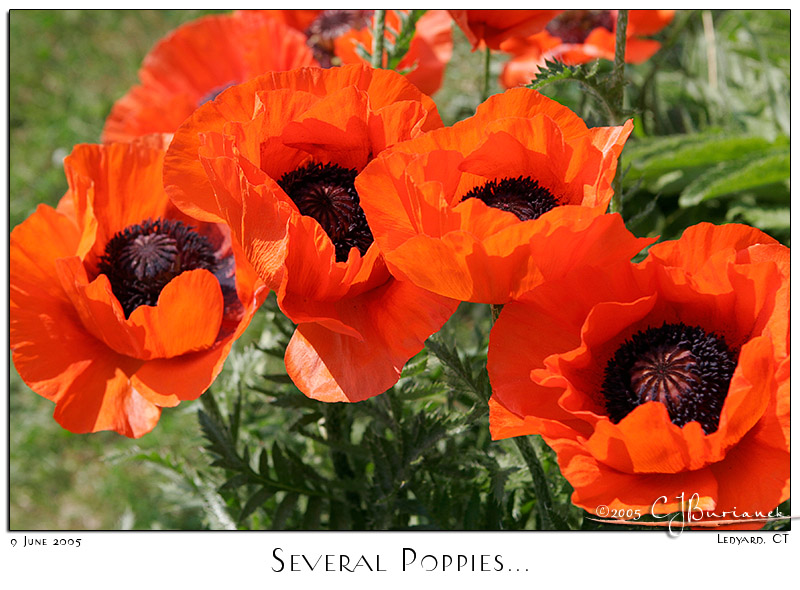 09June05alt Several Poppies