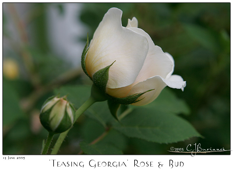 13Jun05 Teasing Georgia Rose & Bud