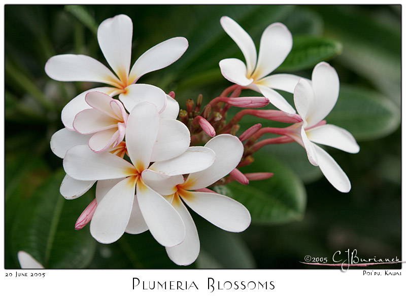 20Jun05 Plumeria