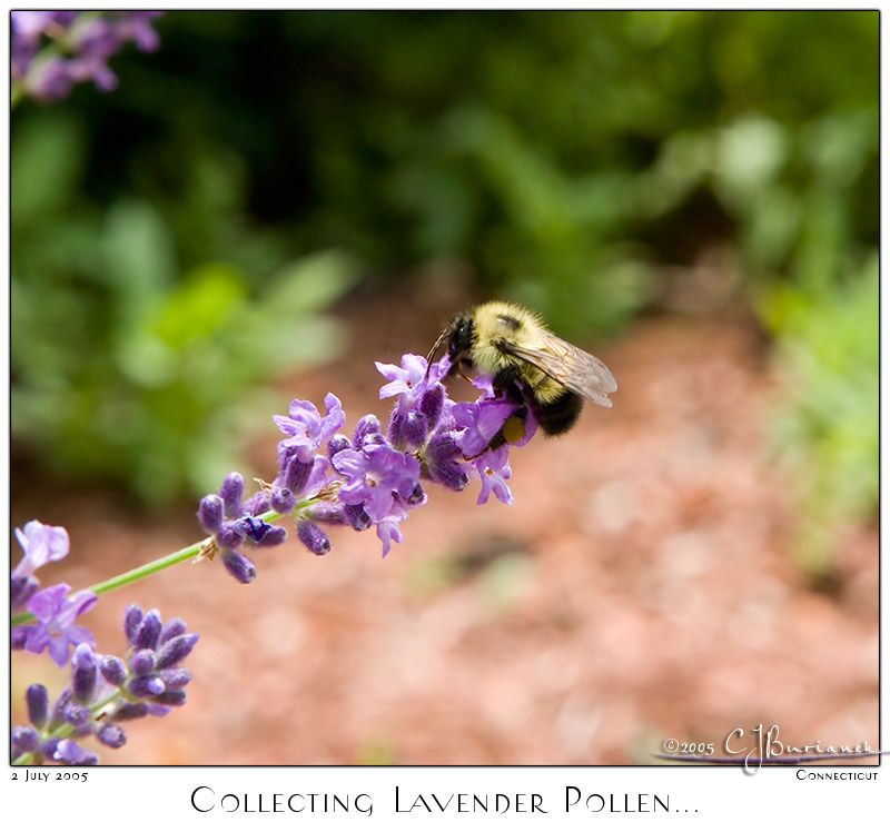 02July05 Collecting Lavender Pollen