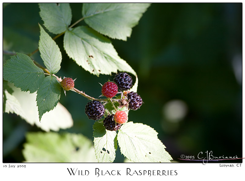 10July05 Wild Black Raspberries