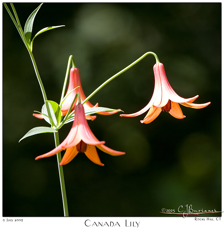 09July05 Canada Lily