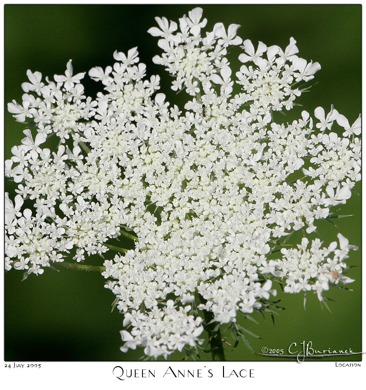 24July05 Queen Annes Lace - 4300