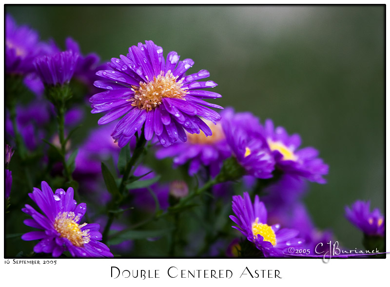 16Sep05 Double Centered Aster - 5766
