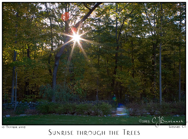 19Oct05 Sunrise through the Trees - 6612