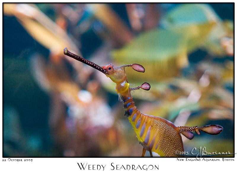 22Oct05 Weedy Seadragon - 6753