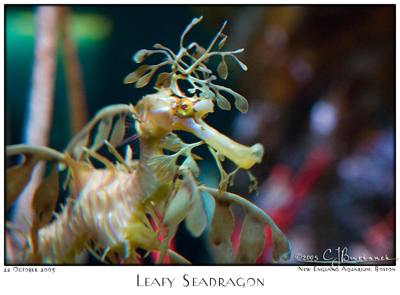 22Oct05 Leafy Seadragon - 6749