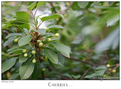 08Jun05 Cherries