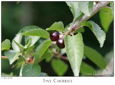 11Jun05 Tiny Cherries