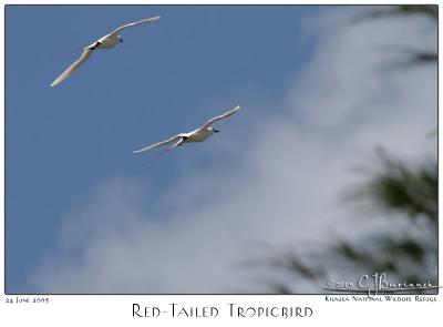 24Jun05 Red Tailed Tropicbird