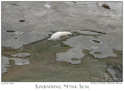 24Jun05 Sunbathing Monk Seal