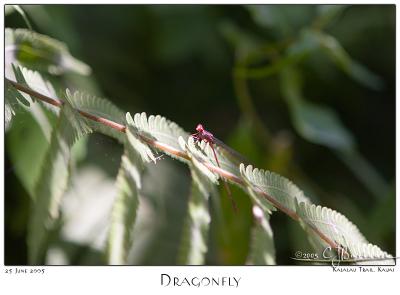 25Jun05 Dragonfly