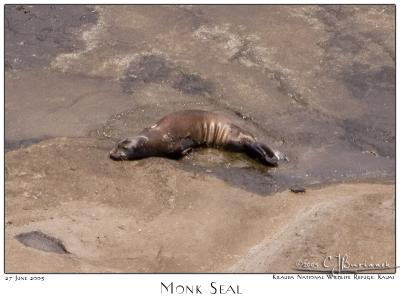 27Jun05 Hawaiian Monk Seal