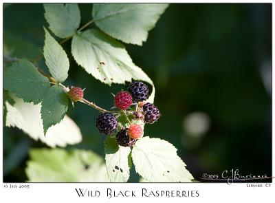 10July05 Wild Black Raspberries