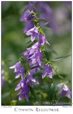 11July05 Common Bellflower