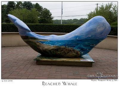 Beached Whale - 3252