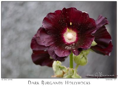 16July05 Dark Burgandy Hollyhocks