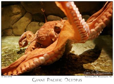 19July2005 Giant Pacific Octopus - 3647