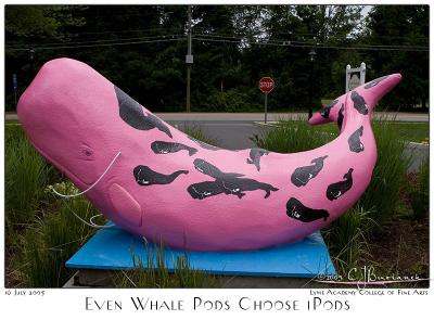 Even Whale Pods Choose iPods - 3383