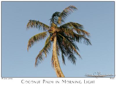 Coconut Palm in Morning Light 700
