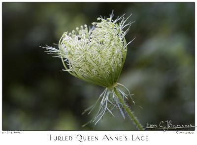 30July05 Furled Queen Annes Lace - 4389