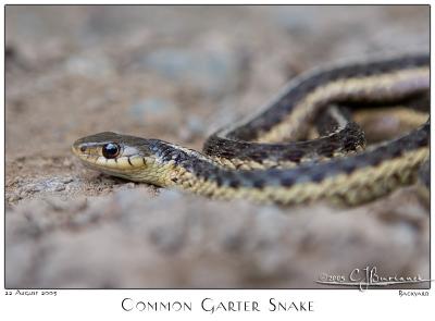 v3/87/504287/3/48082521.22Aug05CommonGarterSnake5146.jpg