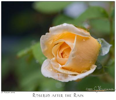 30Aug05 Rosebud After the Rain - 5401