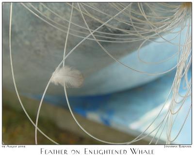 Feather on Enlightened Whale