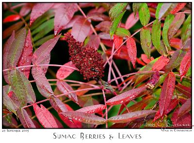 29Sep05 Sumac Berries Leaves - 6014