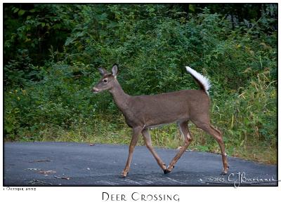 01Oct05 Deer Crossing - 6052