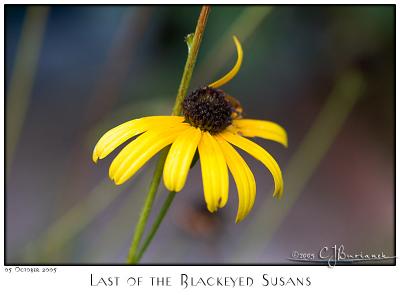 05Oct05 Last of the Blackeyed Susans - 6118