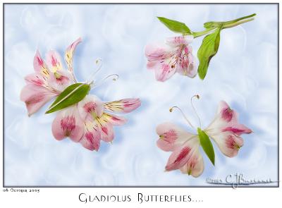 08Oct05 Gladiolus Butterflies - 6173