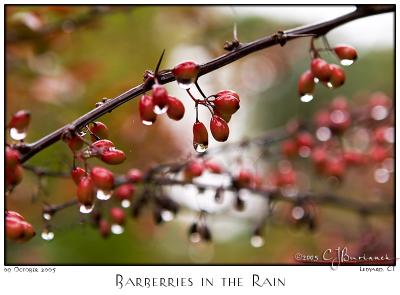 09Oct05 Barberries in the Rain - 6184