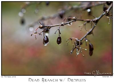 09Oct05alt Dead Branch w Droplets - 6185