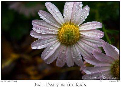 09Oct05alt Fall Daisy in the Rain - 6182