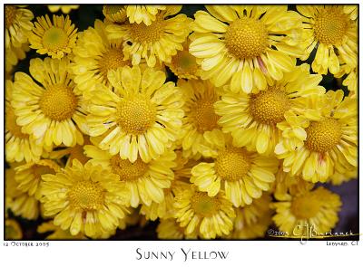 12Oct05 Sunny Yellow - 6223