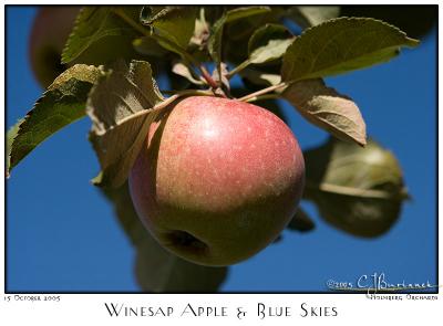 15Oct05 Winesap Apple & Blue Skies - 6308