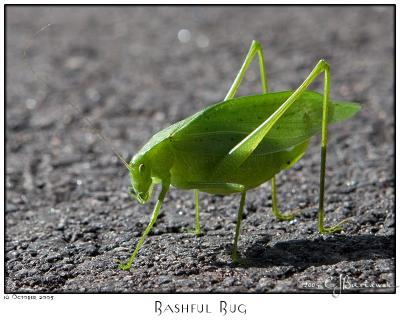 16Oct05 Bashful Bug - 6327