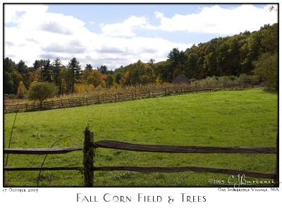 17Oct05 Fall Corn Field  Trees - 6409